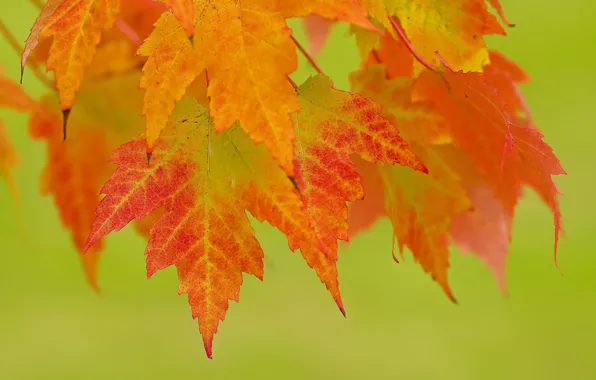 Picture leaves, background, branch, red, orange, autumn