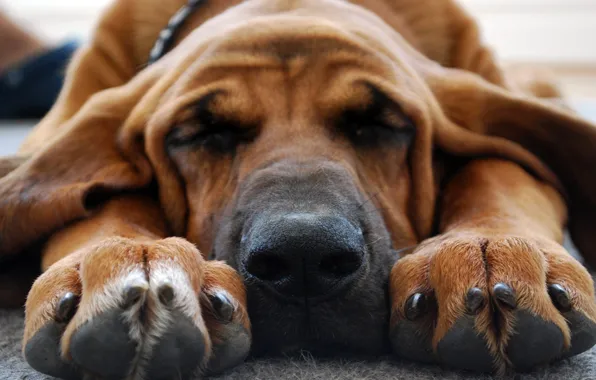 Picture face, dog, paws, nose, sleeping