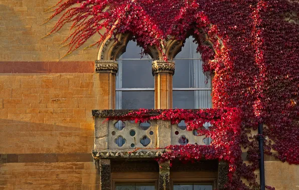 Picture autumn, England, window, ivy, Oxford