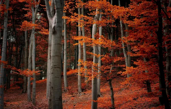 Picture autumn, forest, leaves, trees, branches, nature, orange