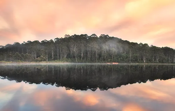 Picture forest, clouds, trees, fog, Australia, Beedelup Lake, Pemberton, Karri forest