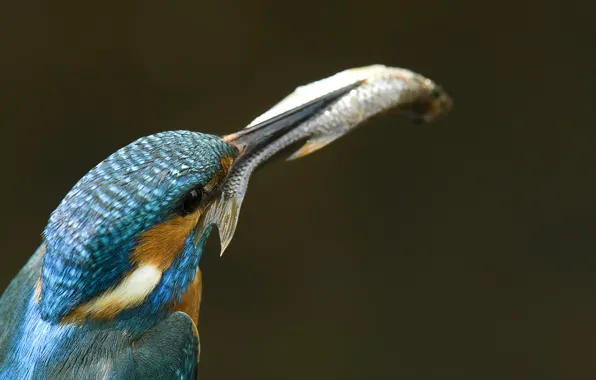 Picture fish, Alcedo atthis, Kingfisher