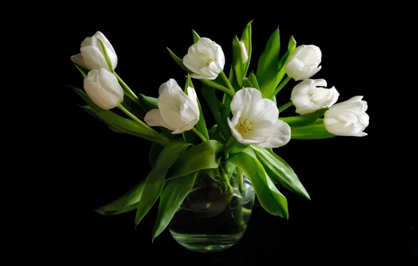 Picture bouquet, tulips, white, black background