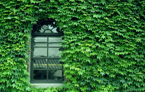 Picture green, glass, wall, pattern, window