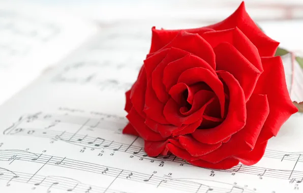 Picture macro, flowers, notes, background, widescreen, Wallpaper, mood, rose, petals, music, wallpaper, red, rose, flowers, red, …