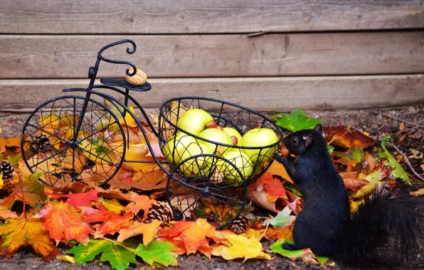 Picture autumn, animals, leaves, bike, apples, protein, nuts