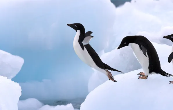 Picture ice, jump, penguin