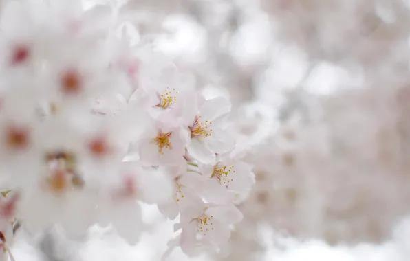 Picture light, flowers, nature, branch, tenderness, branch, petals, blur, Sakura, white, flowering, white