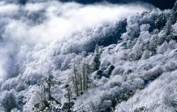 Picture winter, forest, mountains