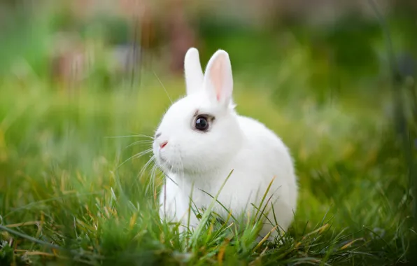 Picture white, grass, rabbit, bokeh, white rabbit