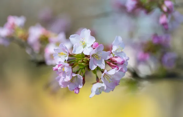 Picture flowers, cherry, branch, spring