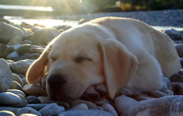 Picture light, stones, sleeping, cute, puppy, Labrador