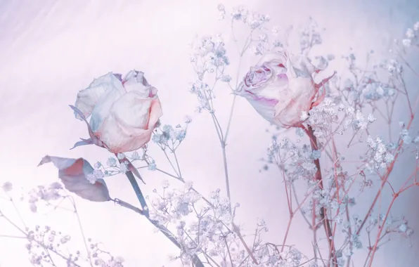 Picture background, roses, shades of blue