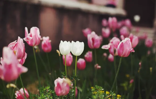 Picture flowers, tulips, pink, white