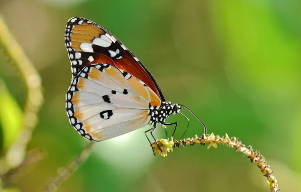 Picture background, butterfly, plant