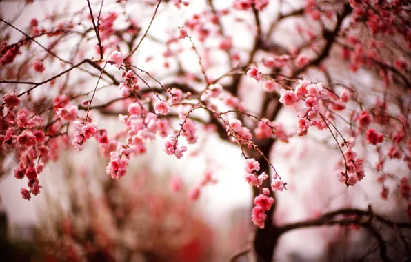 Picture flowers, branches, spring, Sakura