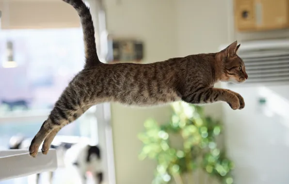 Picture cat, cat, room, jump