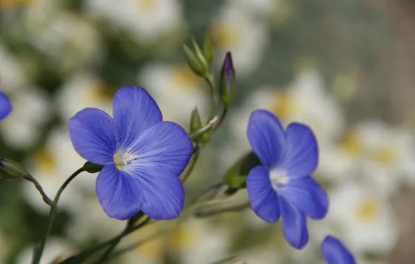 Picture macro, Flowers, petals, blur, blue