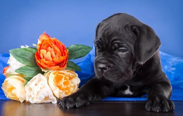 Picture flowers, puppy, cane Corso