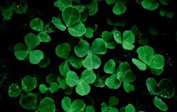 Picture nature, plants, clover, black background, green leaves