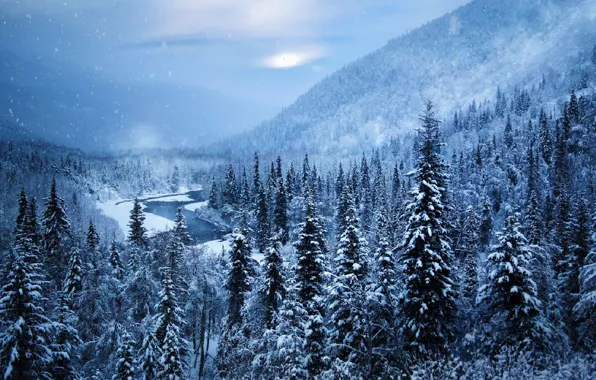 Picture winter, forest, the sky, mountains