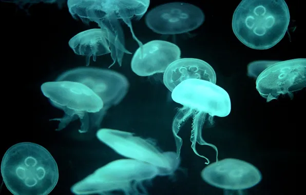 Picture blue, Jellyfish, transparent