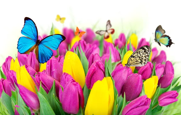 Picture butterfly, flowers, spring, colorful, tulips, fresh, yellow, flowers, beautiful, tulips, spring, purple, butterflies