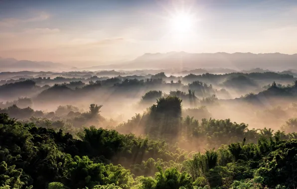 Picture trees, mountains, fog, morning, panorama, the rays of the sun, forest