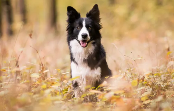 Picture autumn, forest, dogs, Park, the border collie, Wallpaper from lolita777