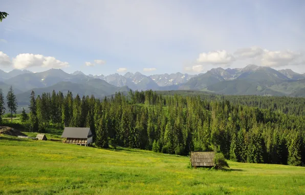 Picture forest, grass, trees, mountains, glade, Poland, houses, Tatry