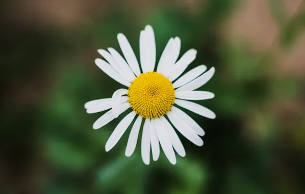 Picture summer, macro, flowers, background, Daisy, summer, flower, chamomile