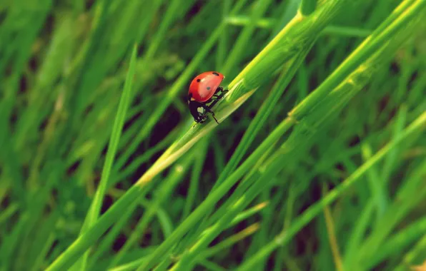 Picture grass, ladybug, insect