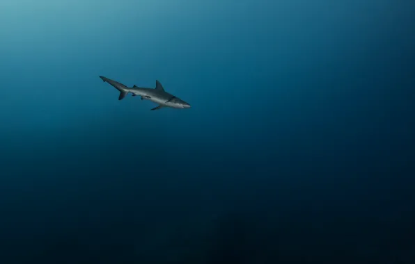 Picture sea, predator, shark, depth, under water