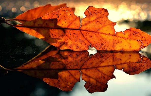 Picture autumn, macro, sheet, reflection