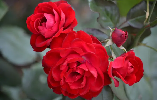 Picture macro, flowers, red roses
