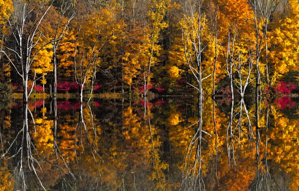 Picture autumn, trees, lake, reflection