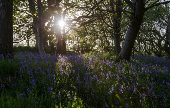 Picture forest, light, flowers, spring, morning