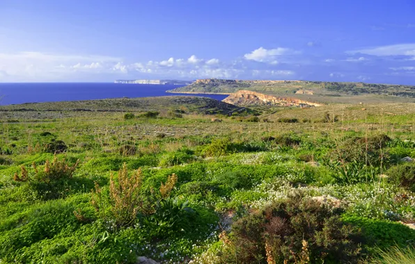 Picture sea, the sky, grass, clouds, island, meadow, Malta, cvet