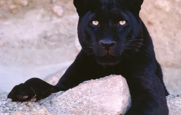 Picture black, Panther