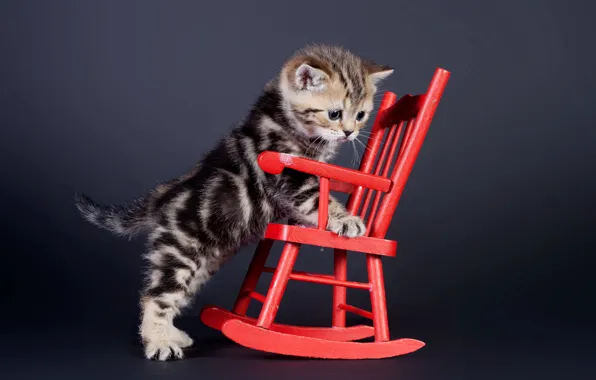 Picture cat, look, chair