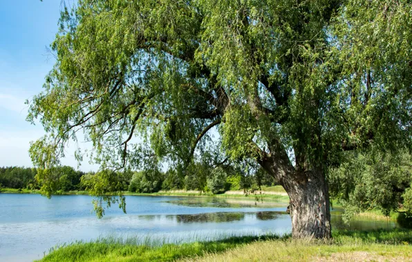 Picture summer, trees, pond, Russia, Kaliningrad oblast, Cherry
