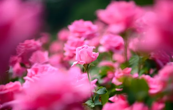 Picture rose, petals, a lot, pink color