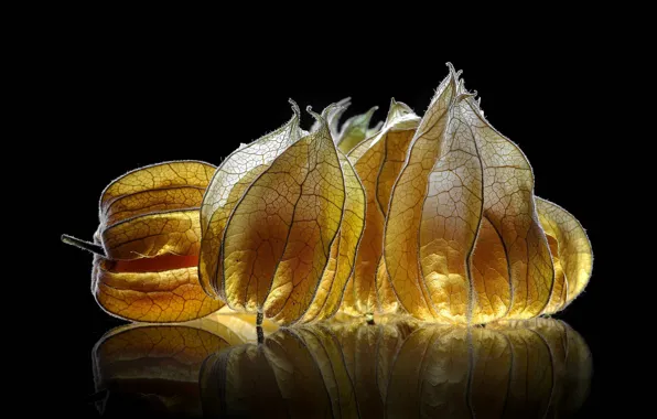 Picture reflection, lighting, fruit, black background, physalis