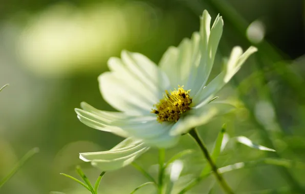Picture white, flower, macro, kosmeya