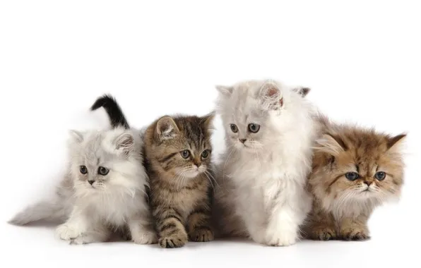 Picture kittens, fluffy, kids