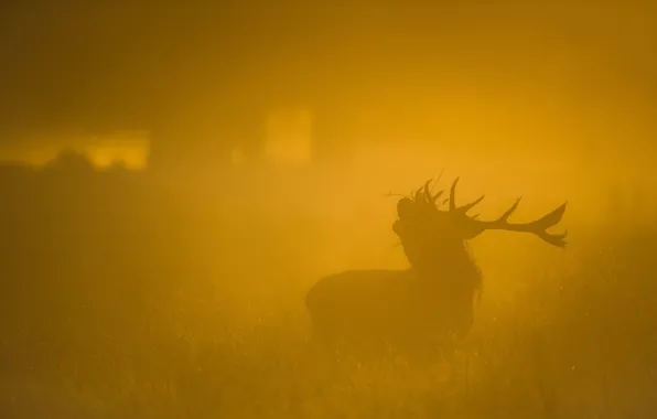 Picture nature, fog, deer