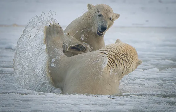 Picture squirt, bears, Alaska, Alaska, polar bears, sparring, The Arctic national reserve, Arctic National Wildlife Refuge