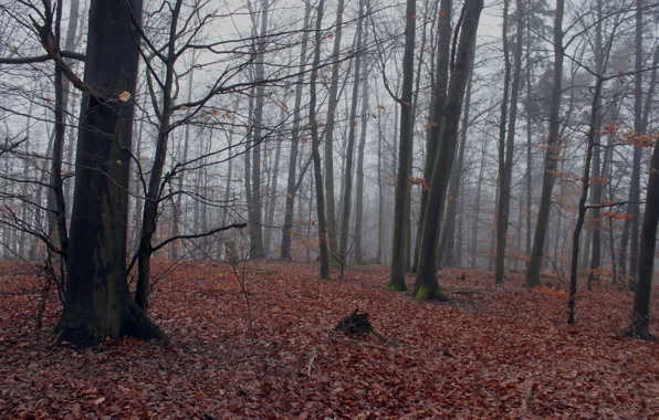 Picture autumn, forest, fog, foliage, forest, Autumn, leaves, fog, fall