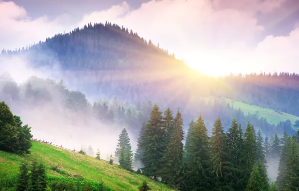 Picture forest, trees, mountains, fog, dawn, the rays of the sun