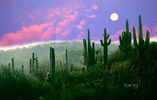 Picture the moon, desert, AZ, USA, Saguaro, cactus night, Sonora